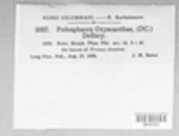 Podosphaera clandestina image